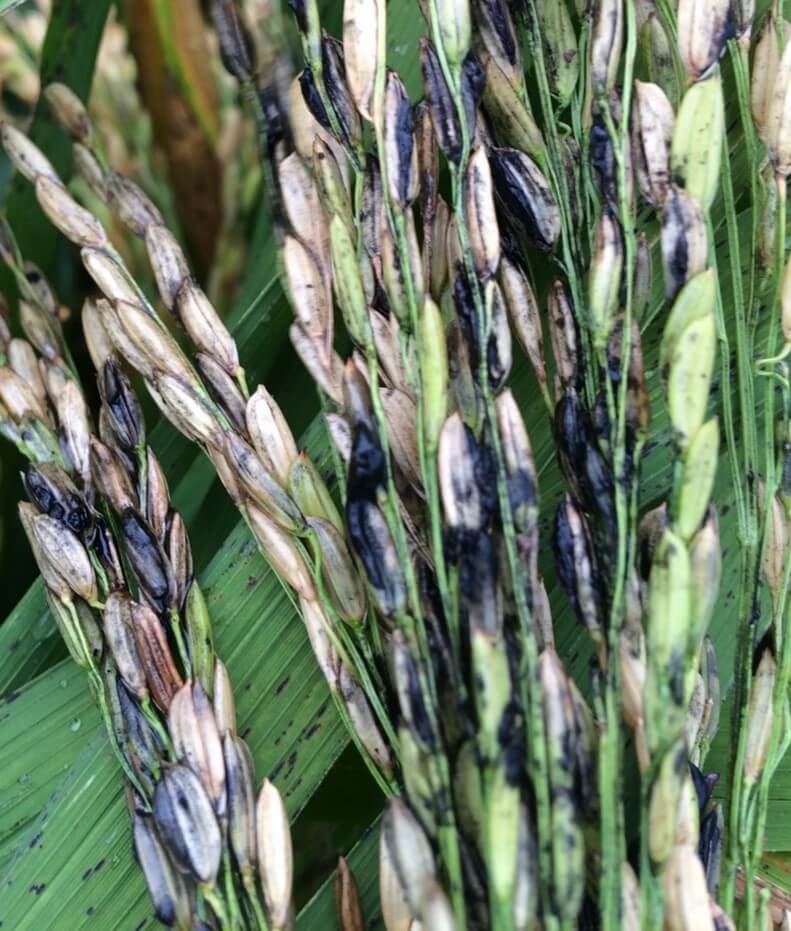 Rice stalks diseased with kernel smut, with black and dark gray kernels caused from the fungus.