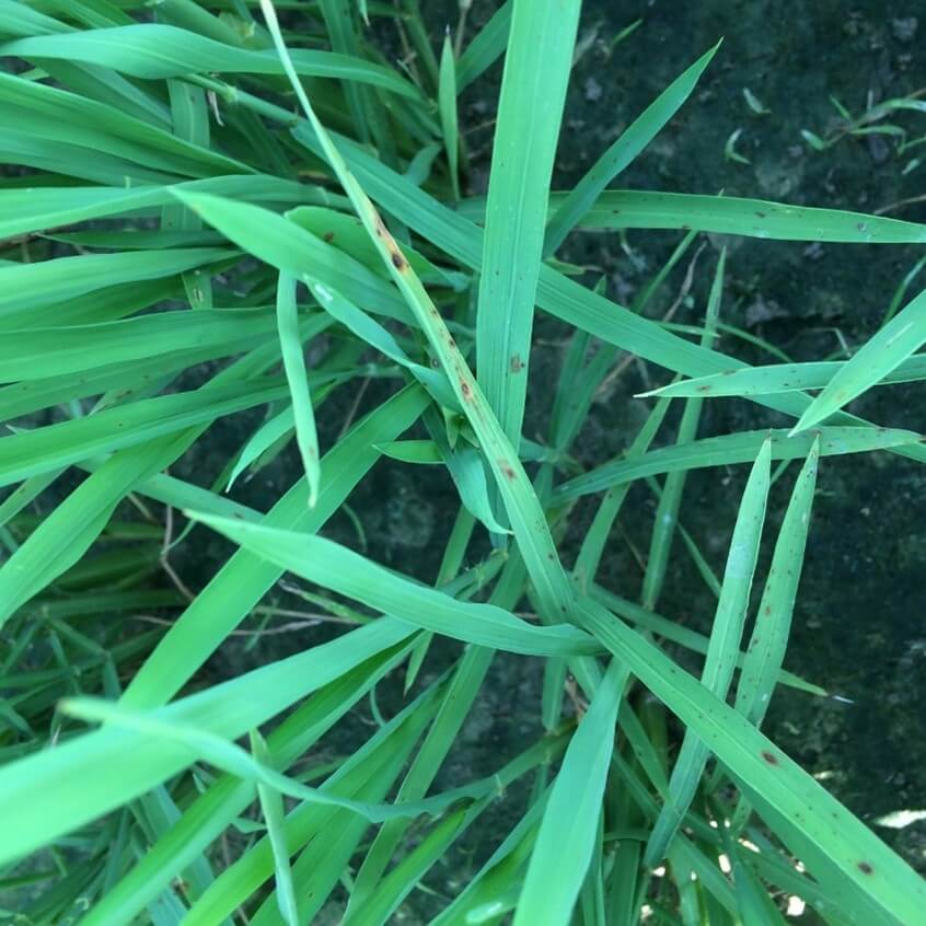 Close up of a rice plant with greyish-black spots, indicative of rice leaf blast disease