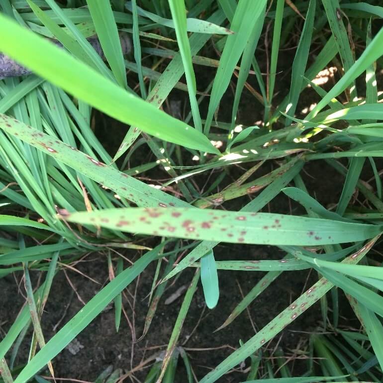 A closeup view of the lower leaves of a rice plant with typical symptoms of blast, with the canopy of the plant open 