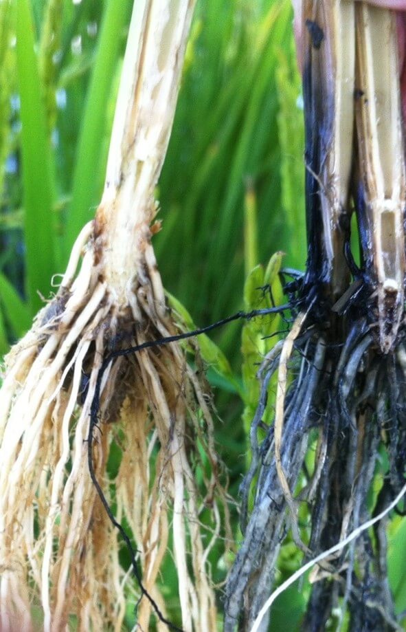 Roots and root crowns from two rice plants. One sample taken from the levee (left) in contrast to the other sample taken from the paddy (right), having iron sulfide coating, hydrogen sulfide toxicity and invasion by opportunistic fungi. 