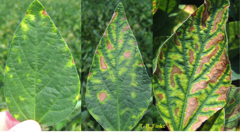 Figure 3. Range of sudden death syndrome symptoms from slight to severe on soybean.