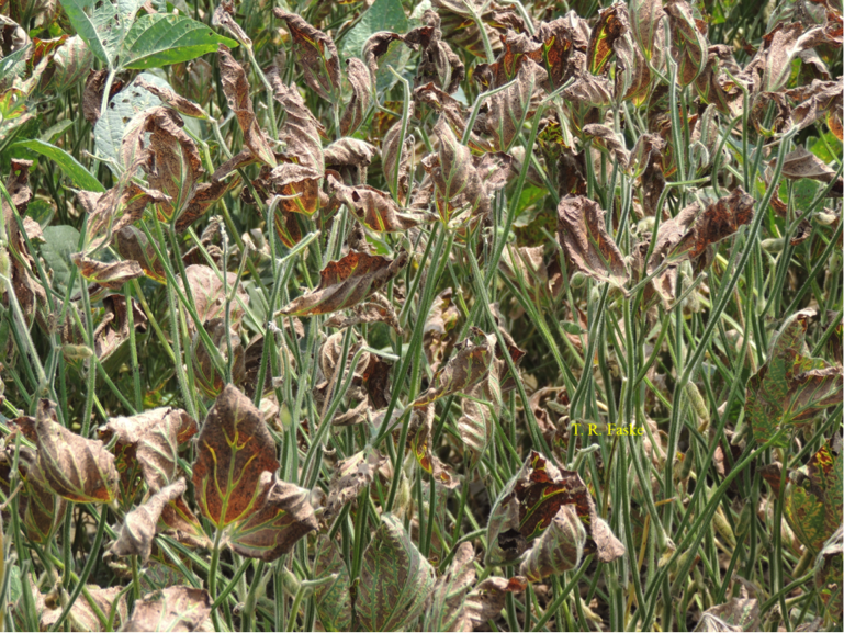 Figure 4. Extreme sudden death syndrome symptoms with leafless-petioles.