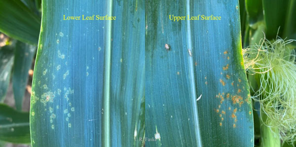 Southern rust pustules on leaf are rust-colored irregular dots grouped together