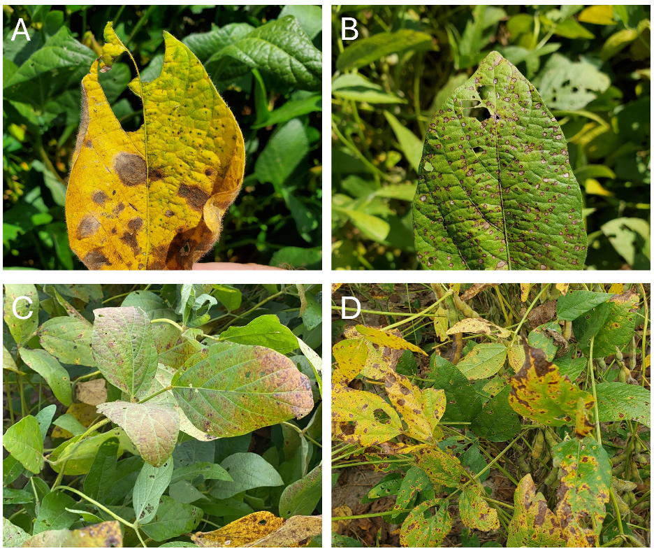 Four images showing symptoms of common soybean diseases