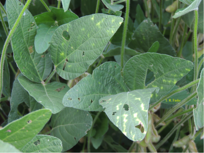 Figure 1. Initial symptoms of triazole phytotoxicity on soybean.