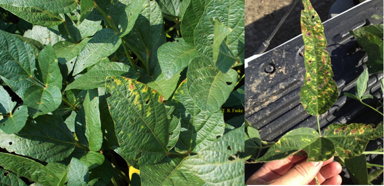 Figure 2. More advanced symptoms of triazole phytotoxicity on soybean.