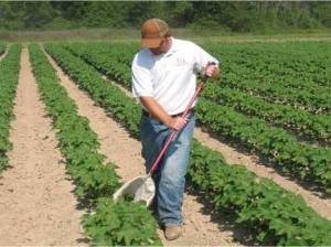 man sweeping a field with a net scouting for bugs