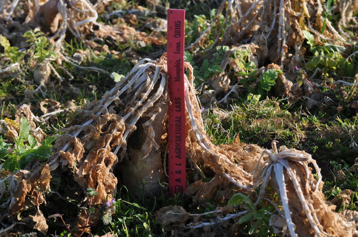 Picture 3. Above ground tuber growth due to early planting date aids in winter-kill of tillage radish. Notice smaller tillage radish to lower left of picture did not winter-kill due to small tuber and less exposure to cold temperatures (insulated by soil).