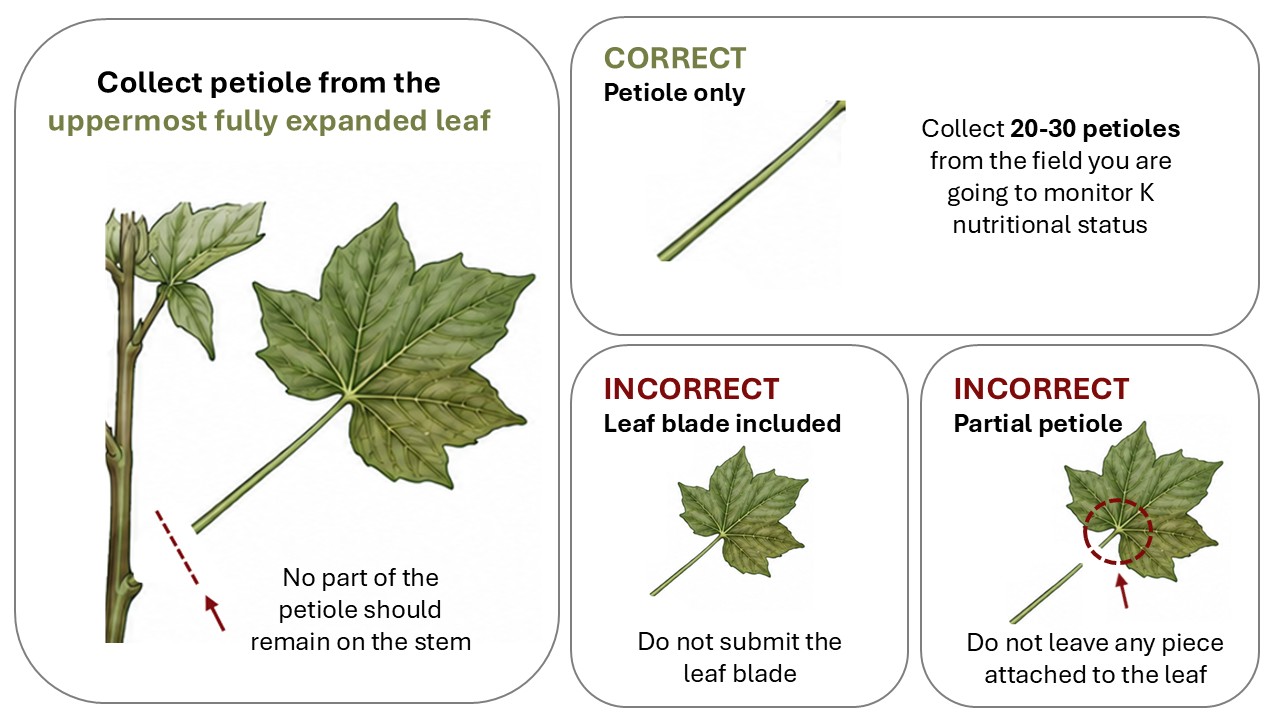 Proper petiole collection for cotton potassium tissue testing.