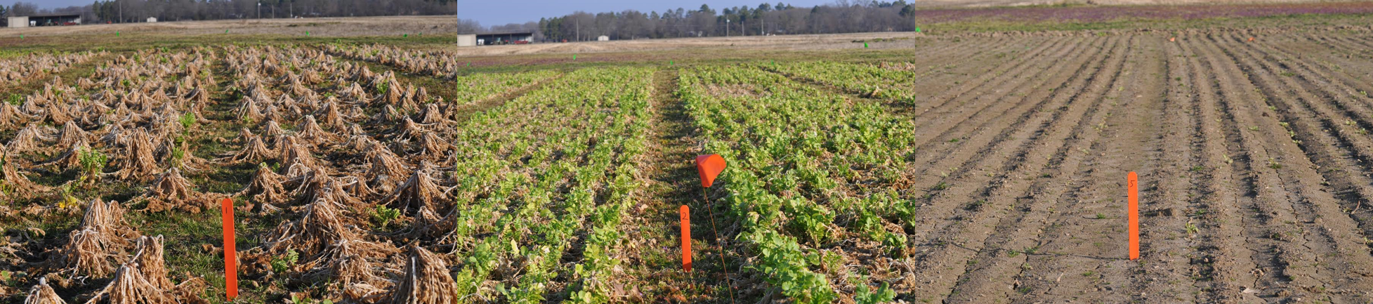 Picture 2. Influence of Tillage Radish planting date on establishment and winter-kill, photo taken February 9th, 2015 near Colt, AR. Planting dates are (L to R) Sept. 15th, Oct. 1st and Nov. 15th. Note that early planted radishes were able to emerge and establish prior to cold temperatures. Also notice how Sept. planted radishes tended to winter-kill due to above ground tuber exposure, whereas Oct. planted radishes did not.