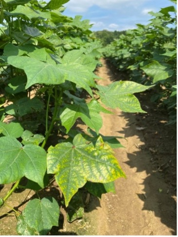 Early-season K deficiency in the lower leaves of cotton plant