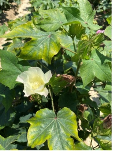 severe K deficiency at the top of the plant during flowering/boll development