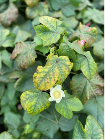 severe K deficiency during mid-late reproductive development