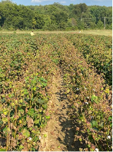 severe K deficiency resulting in early-leaf senescence