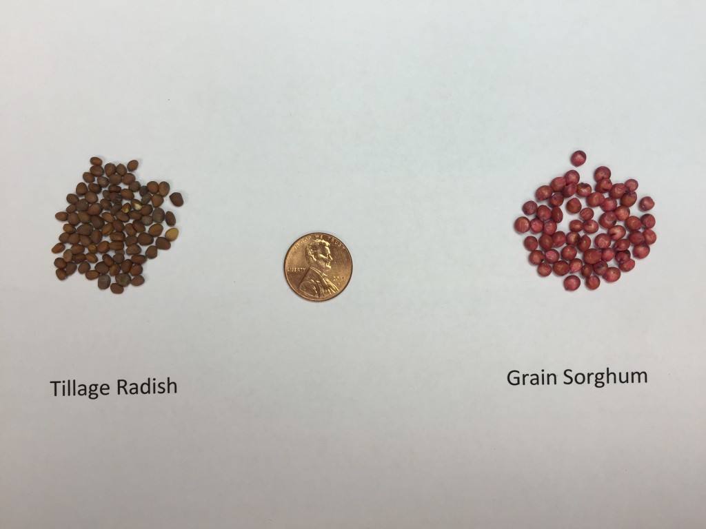 Picture 1. Comparison of seed size for Tillage Radish and Grain Sorghum.