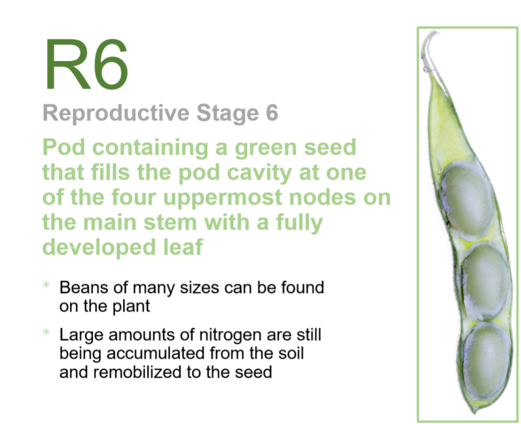 Shows how a soybean pod looks at R6 - pod containing a green seed that fills the pod cavity at one of the four uppermost nodes on the main stem with a fully developed leaf.