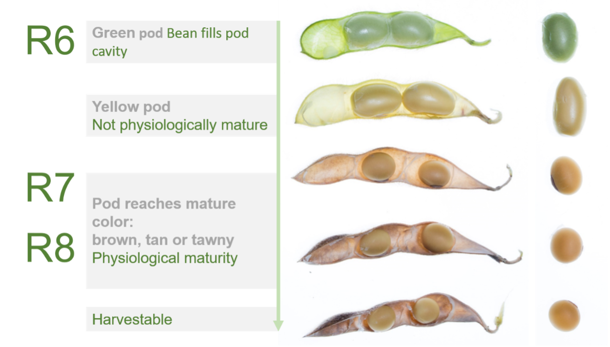 Shows progression from R6 to R8 - Pod and beans go from green to brown.