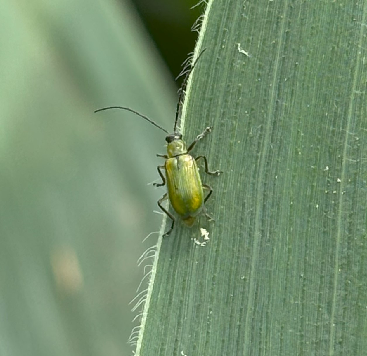 Mexican corn rootworm adult, a green bug 