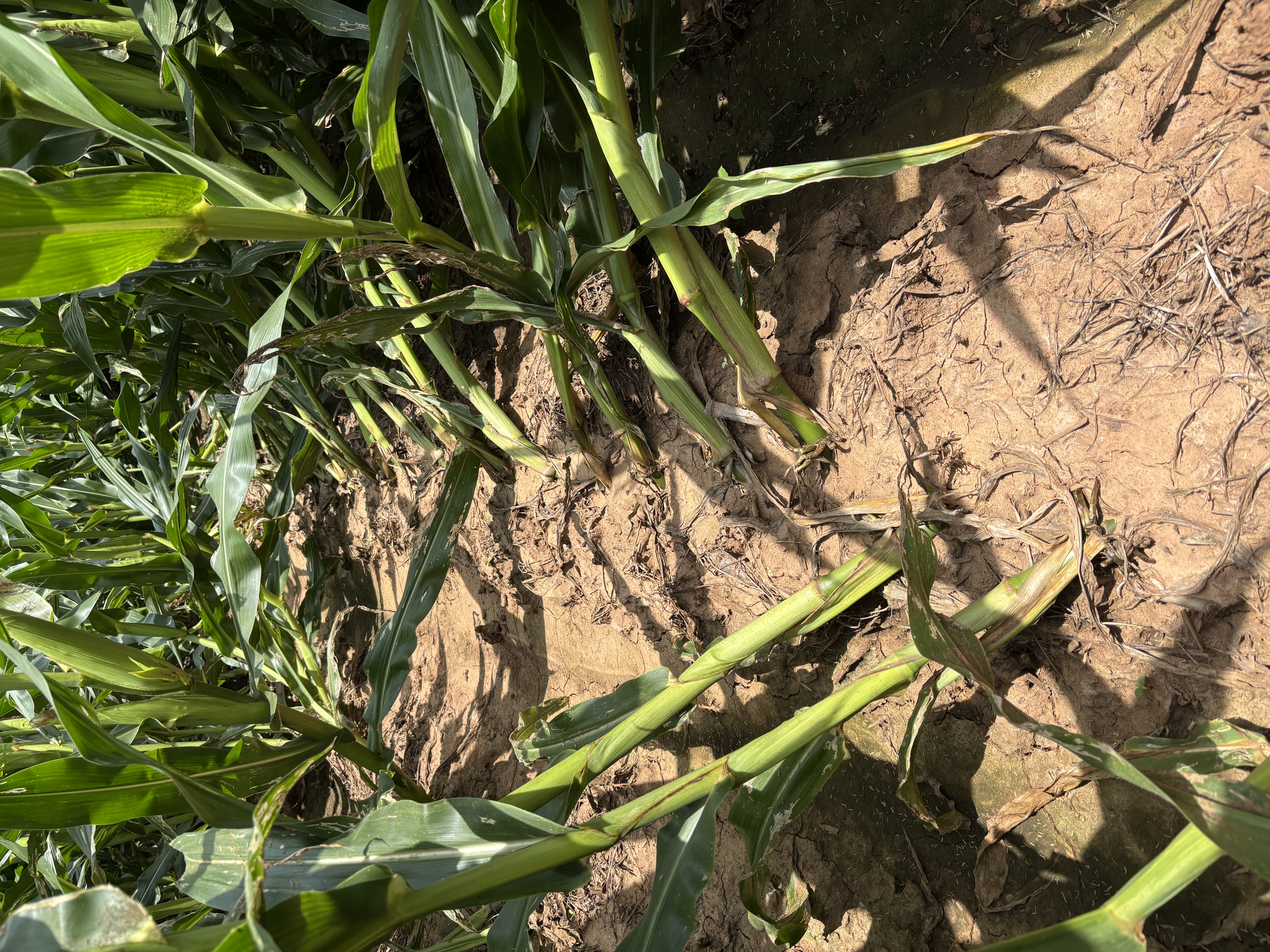 Lodged corn