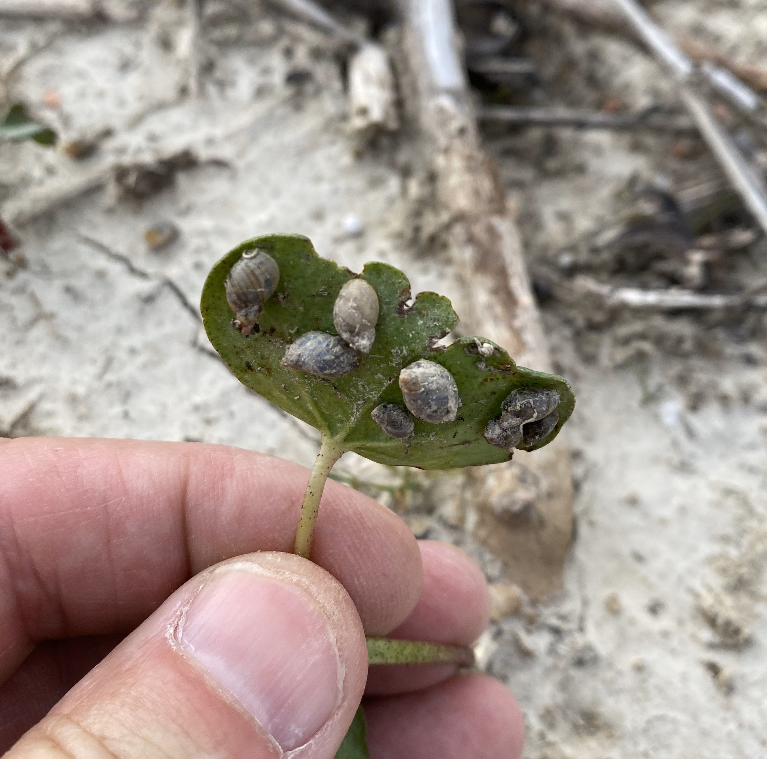Snails on seedling cotton