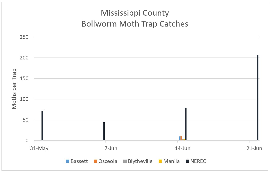 Bar graph of Bollworm Moth Trap Catches for Mississippi County, Arkansas (May 31 – June 21, 2022) - refer to long descriptive text in the blog post for details.