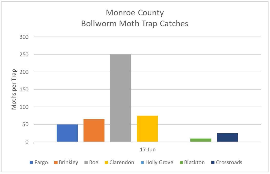Bar graph representing Bollworm Moth Trap Catches for Monroe County, Arkansas (June 17, 2022) - refer to long descriptive text in the blog post for details.
