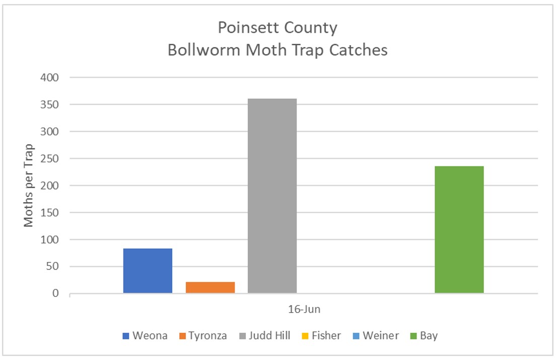 Bar graph of Bollworm Moth Trap Catches for Poinsett County, Arkansas (June 16, 2022) - refer to long descriptive text in the blog post for details.