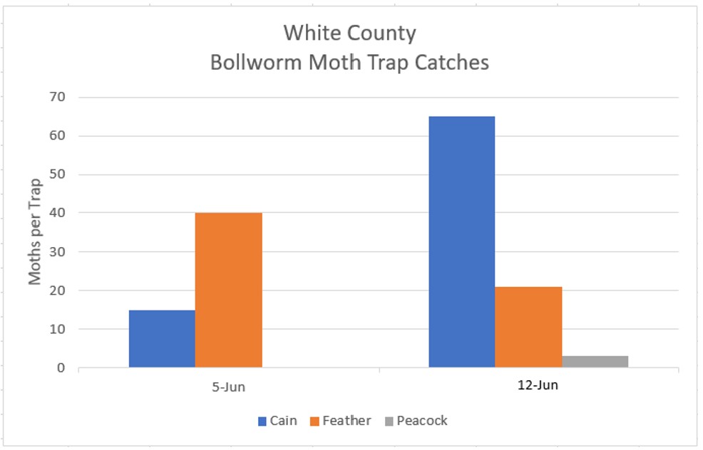 Bar graph of Bollworm Moth Trap Catches for White County (June 5 – 12, 2022) - refer to long descriptive text in the blog post for details.