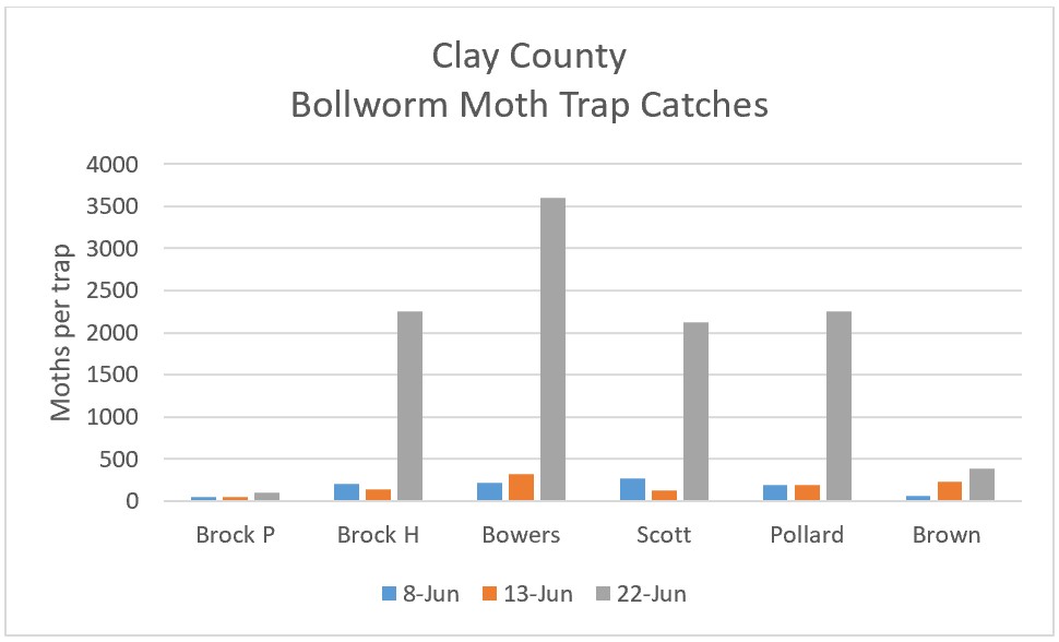 Bar graph of Bollworm Moth Trap Catches for Clay County (June 8 – 22, 2022) - refer to long descriptive text in the blog post for details.