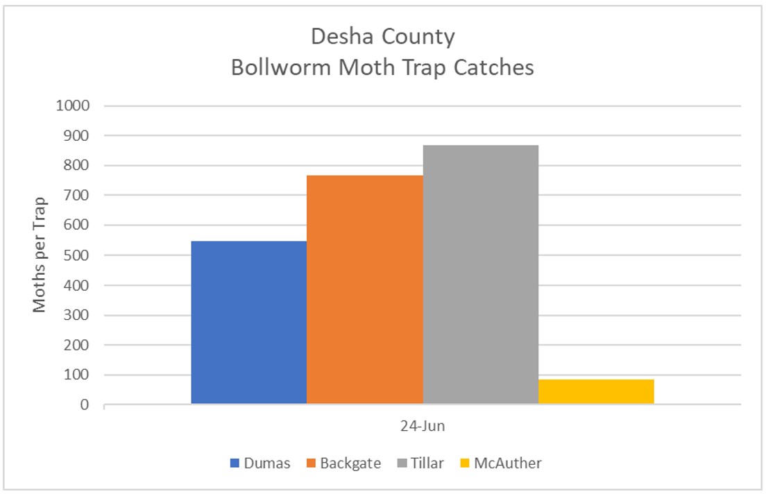 Bar graph of Bollworm Moth Trap Catches for Desha County, Arkansas (June 24, 2022) - refer to long descriptive text in the blog post for details.