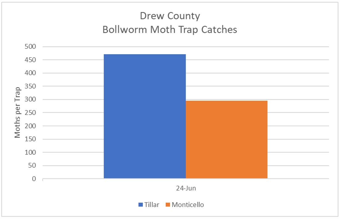Bar graph representing Bollworm Moth Trap Catches for Drew County, Arkansas (June 24, 2022)- refer to long descriptive text in the blog post for details.