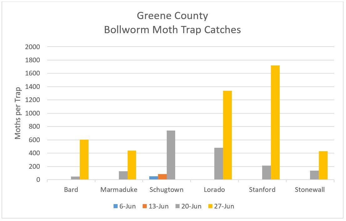 Bar graph of Bollworm Moth Trap Catches in Greene County, Arkansas (June 6 – 27, 2022) - refer to long descriptive text in the blog post for details.