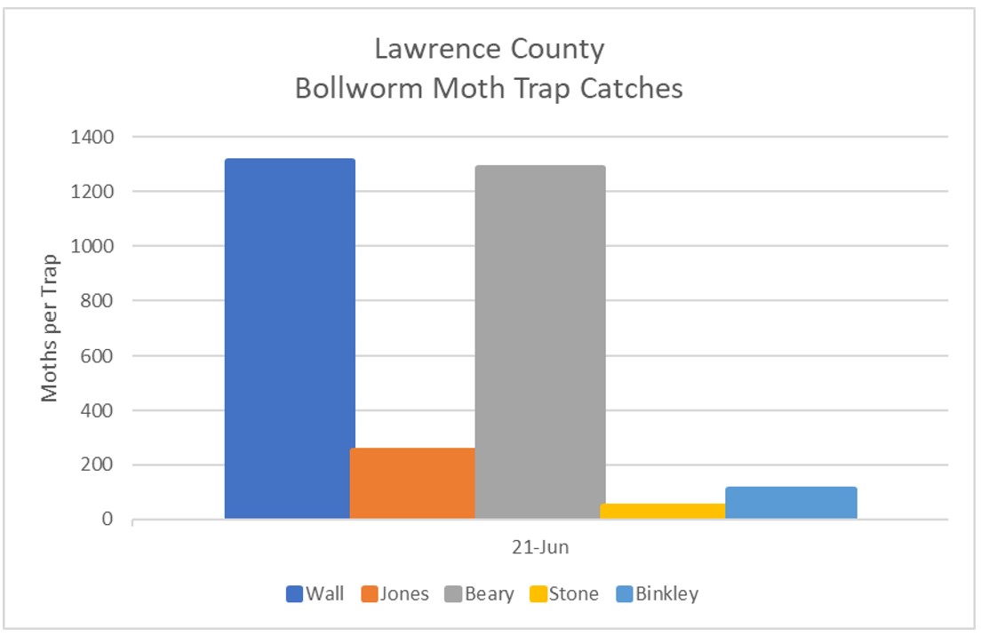 Bar graph representing Bollworm Moth Trap Catches for Lawrence County, Arkansas (June 21, 2022) - refer to long descriptive text in the blog post for details.