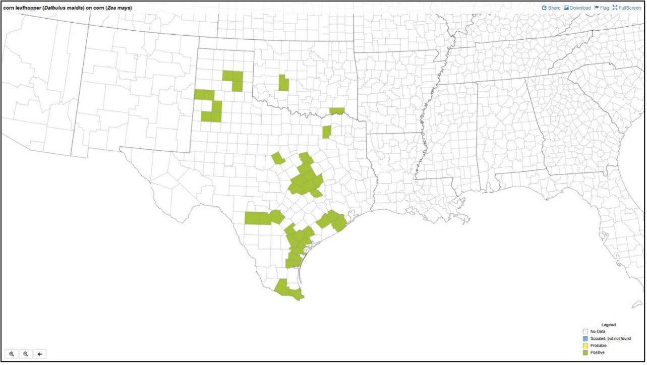 Map of corn leafhopper distribution. No counties in Arkansas are denoted as having presence.