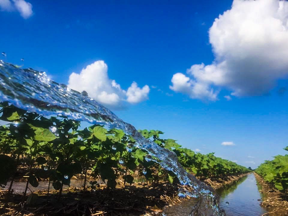 Irrigation Termination in Arkansas