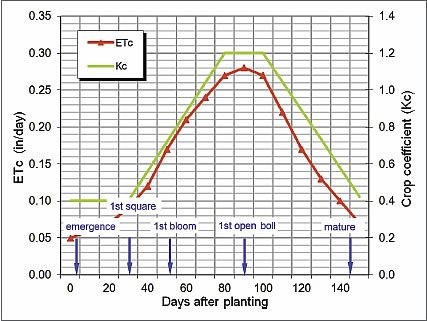 Water use and crop coefficient function for cotton in Stoneville, Mississippi. 