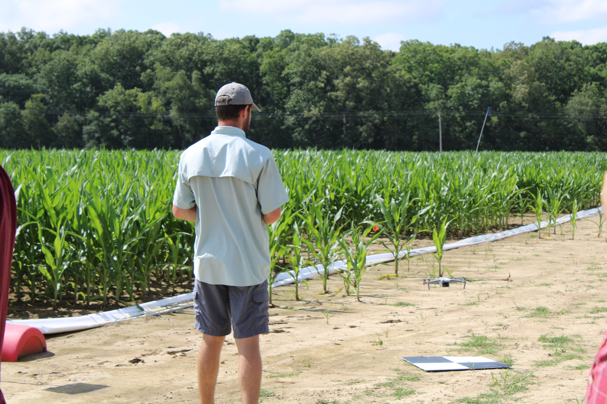 A person flying a drone beside a corn field