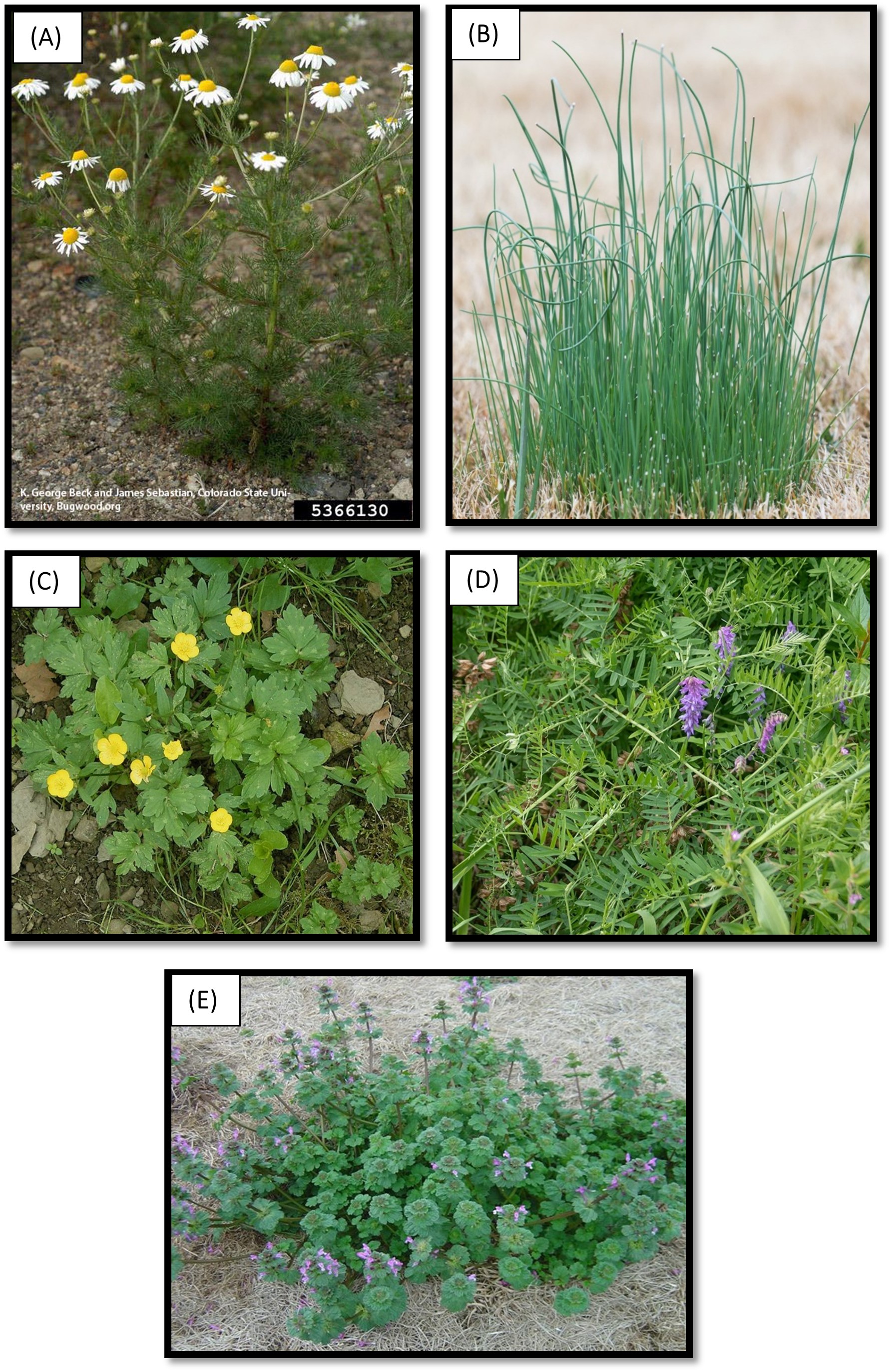 Fig. 2. Images of common problematic broadleaf weeds in Arkansas wheat: (A) mayweed, (B) wild garlic/onion, (C) buttercup, (D) hairy vetch, and (E) henbit.