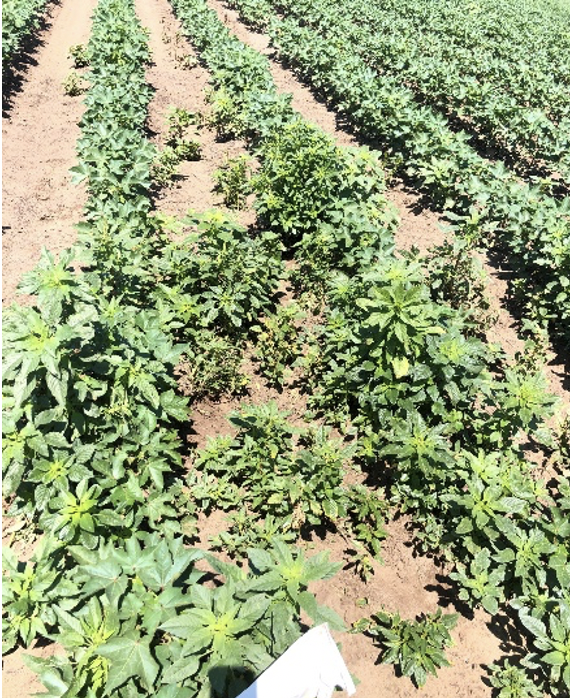 Figure 1. Palmer amaranth survivors following three applications of glufosinate in Mississippi Co.