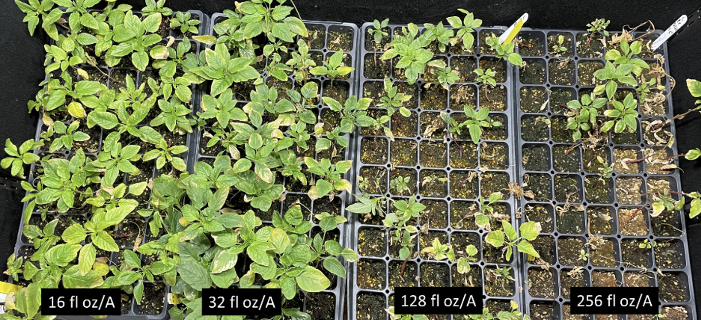 Figure 3: Glufosinate rate response on a Mississippi County Palmer amaranth population