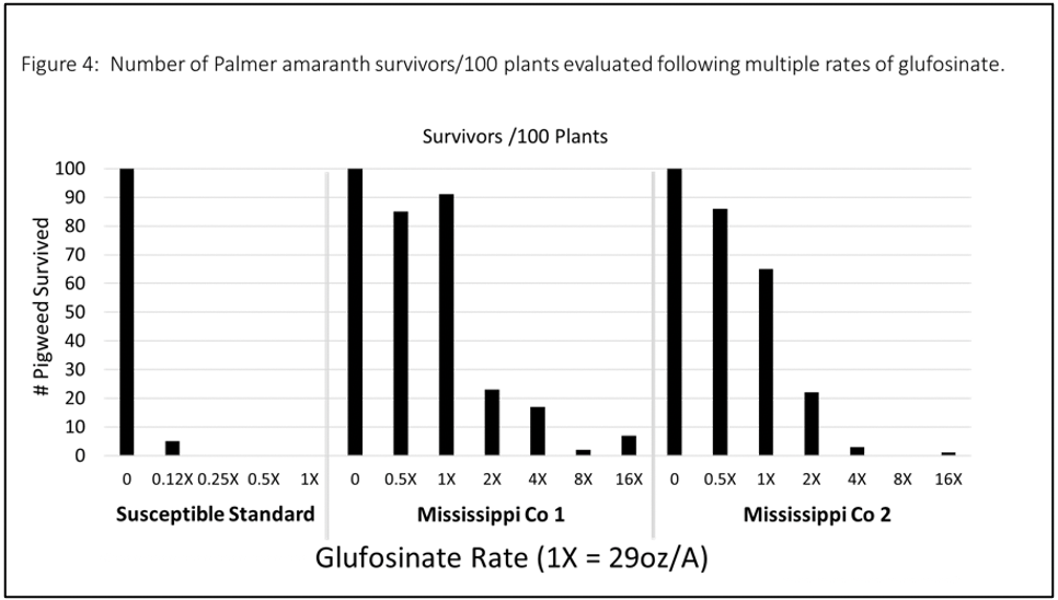 Figure 4: Number of palmer amaranth survivors/100 plants evaluated following multiple rates of glufosinate