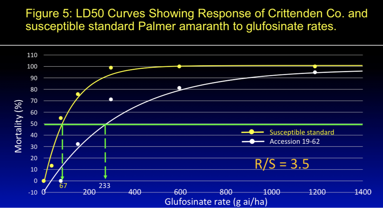 Figure 5: LD50 Curves Showing Response From Crittenden Co. and susceptible standard palmer amaranth to glufosinate rates