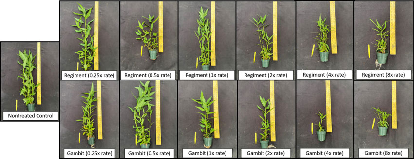 Dose response using Gambit and Regiment herbicide