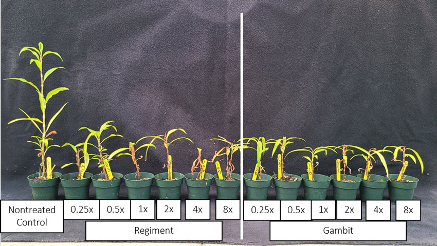 Dose response of susceptible smartweed 28 days after treatment.